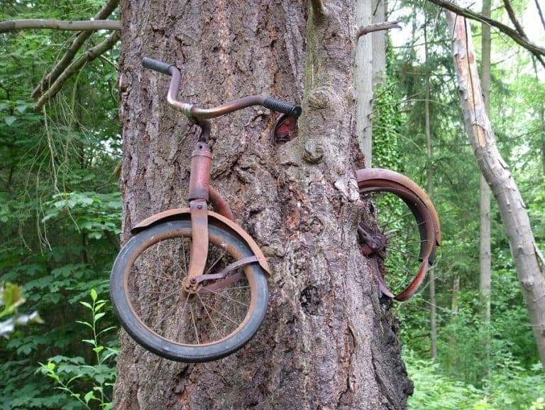 bike inside of a tree