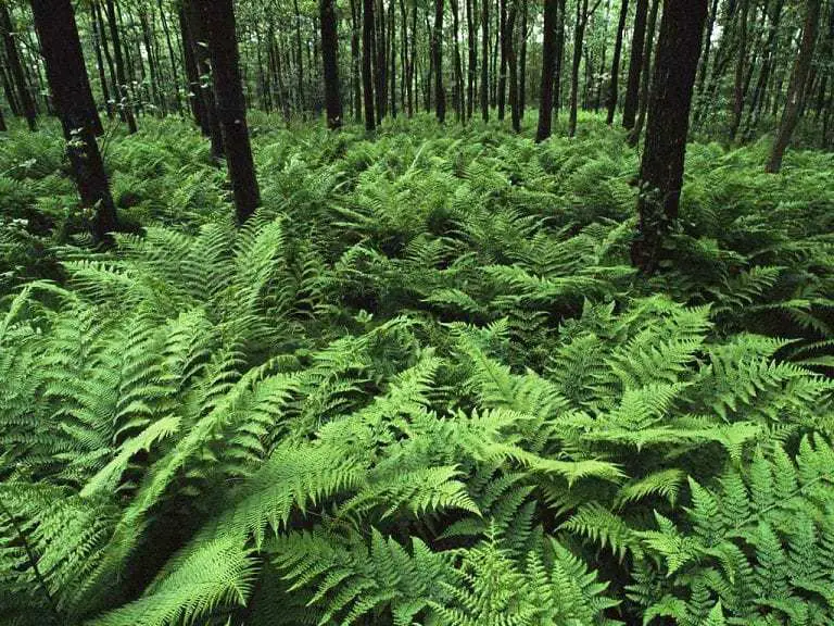 fern forest