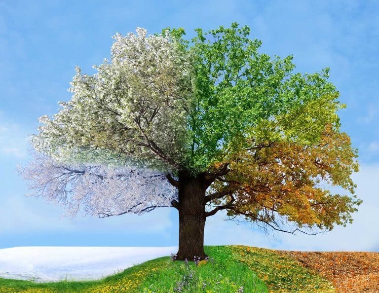 four seasons tree - how to be a happy introvert