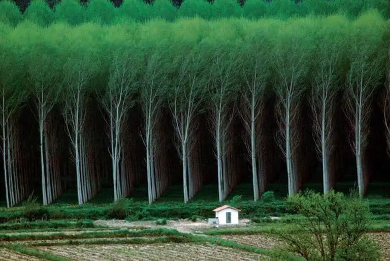 rows of trees