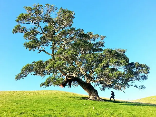 solitary tree- how to be a happy introvert