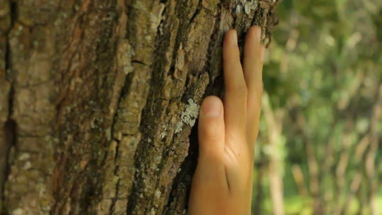 touching the tree - how to be a happy introvert