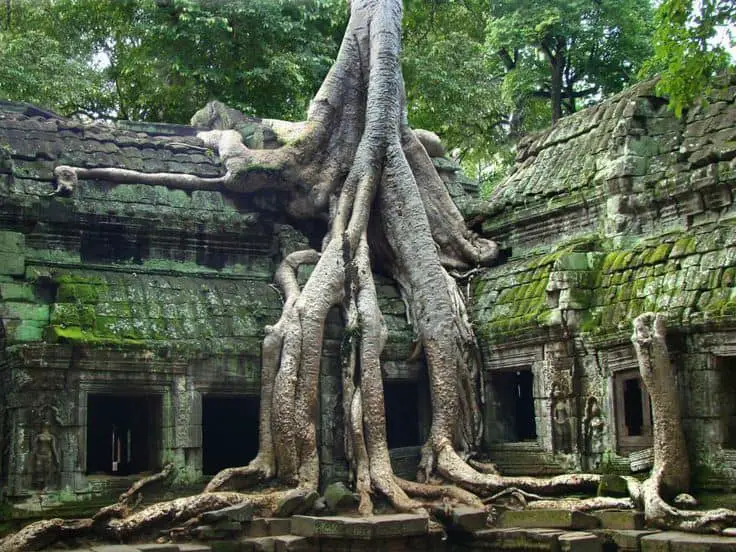 tree growing from a house - how to be a happy introvert