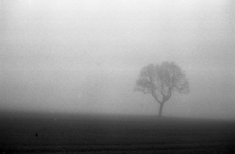 tree in the fog