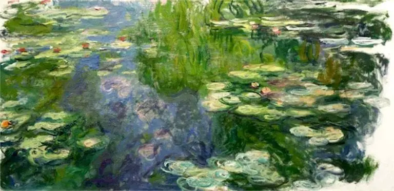 water lillies