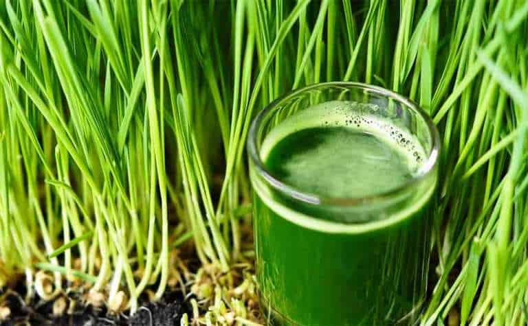 wheatgrass-juice