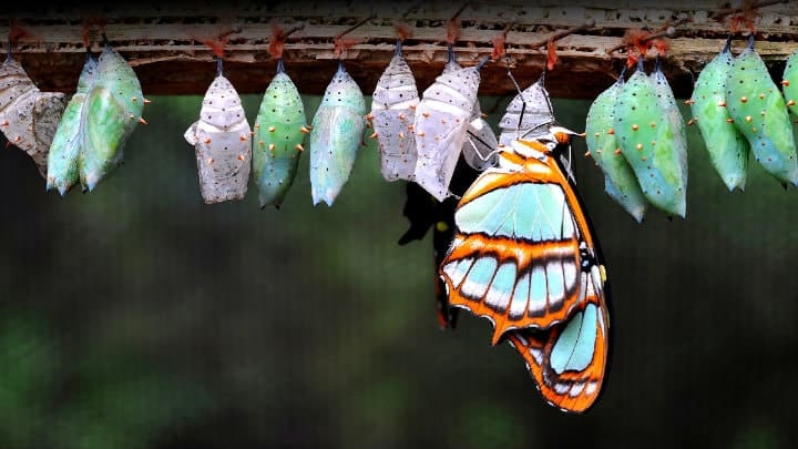 nature buttefly transformation