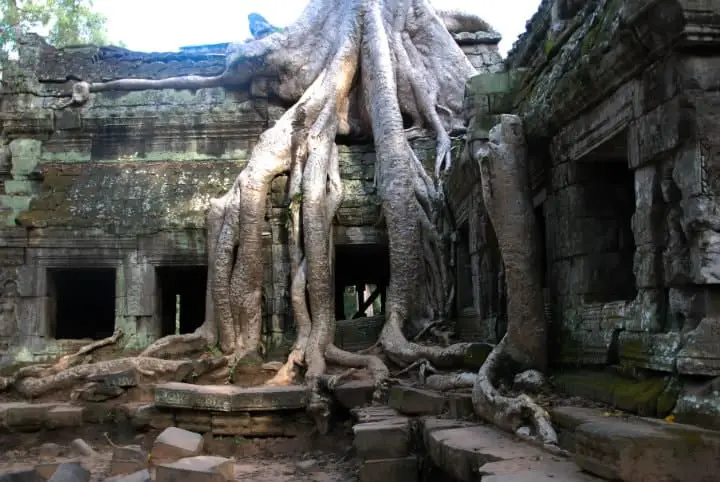 angkor ruins old tree