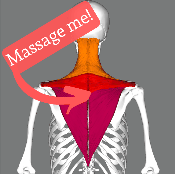 trapezius muscle on a skeleton