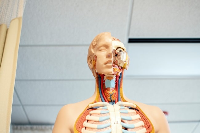 anatomy mannequin