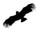 Condor Publishing Inc. logo
