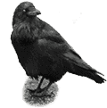 Raven Publishing Inc logo