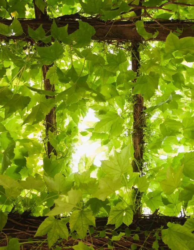 floral pergola example