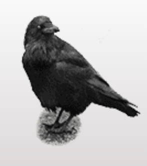 Raven House Publishing logo
