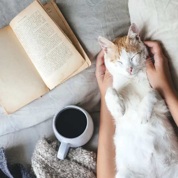 a beautiful cat, a book, and a coffee